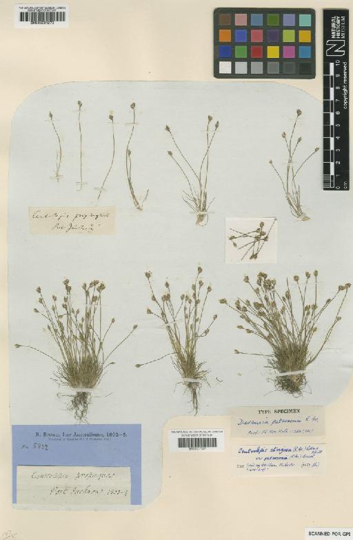 Centrolepis strigosa var. patersonii (R.Br.) Benth. - BM001217337