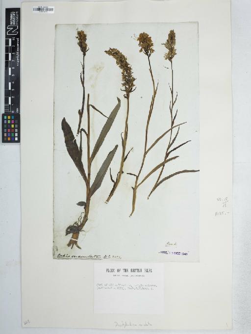 Dactylorhiza maculata (L.) Soó - BM001161671