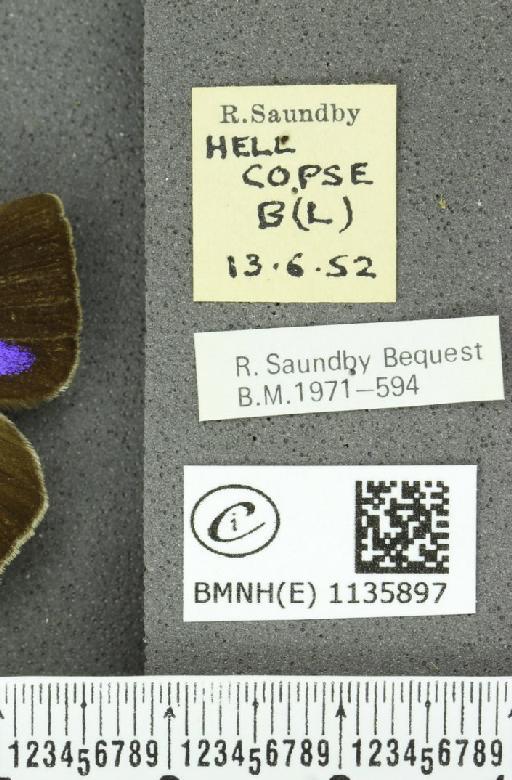 Neozephyrus quercus (Linnaeus, 1758) - BMNHE_1135897_label_93961