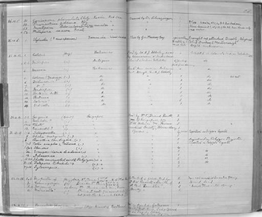 Porites Link, 1807 - Zoology Accessions Register: Coelenterata & Anthozoa: 1884 - 1934: page 28