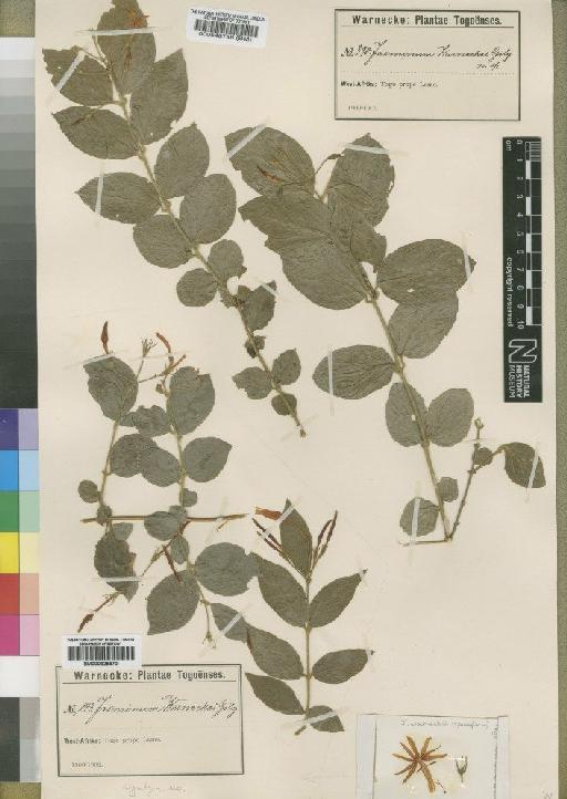 Jasminum pauciflorum Benth. - BM000546748