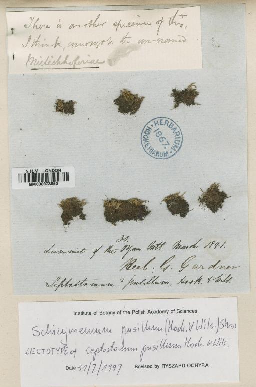 Mielichhoferia pusilla (Hook.f. & Wilson) Mitt. - BM000873550