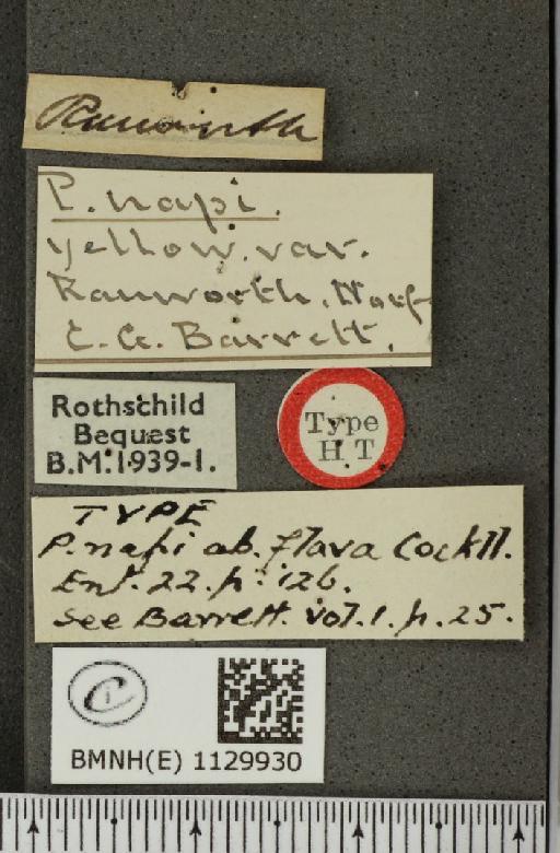 Pieris napi sabellicae ab. sulphurea Schoyen, 1885 - BMNHE_1129930_label_86336
