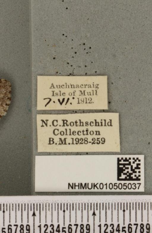 Acronicta menyanthidis scotica (Tutt, 1891) - NHMUK_010505037_label_562418