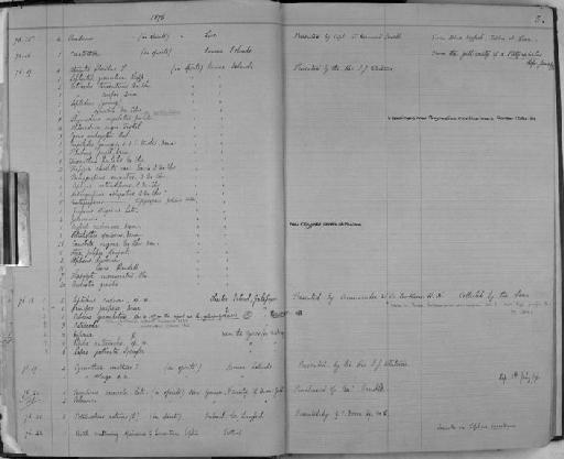 Atya pilipes Newport, 1847 - Zoology Accessions Register: Crustacea: 1876 - 1905: page 5