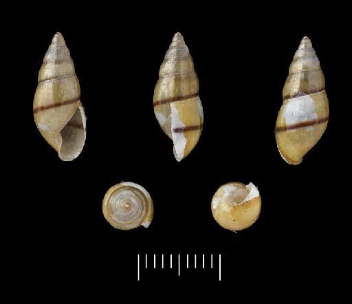 Glandina ligulata subterclass Tectipleura Morelet, 1849 - 1893.2.4.125-126, Syntype, Glandina ligulata Morelet, 1849
