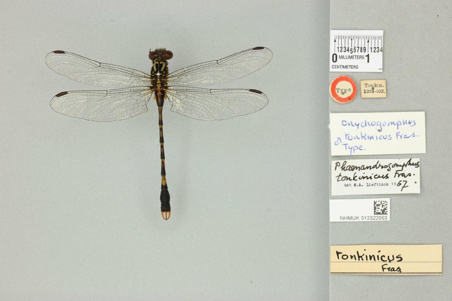 Phaenandrogomphus