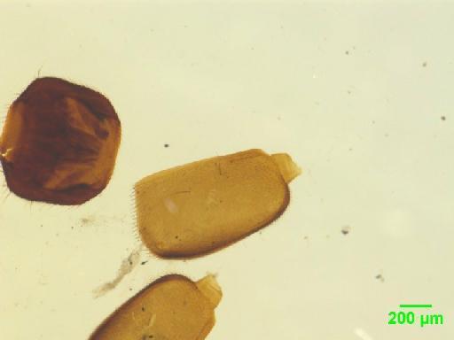 Paederinae Fleming, 1821 - 010189134___5