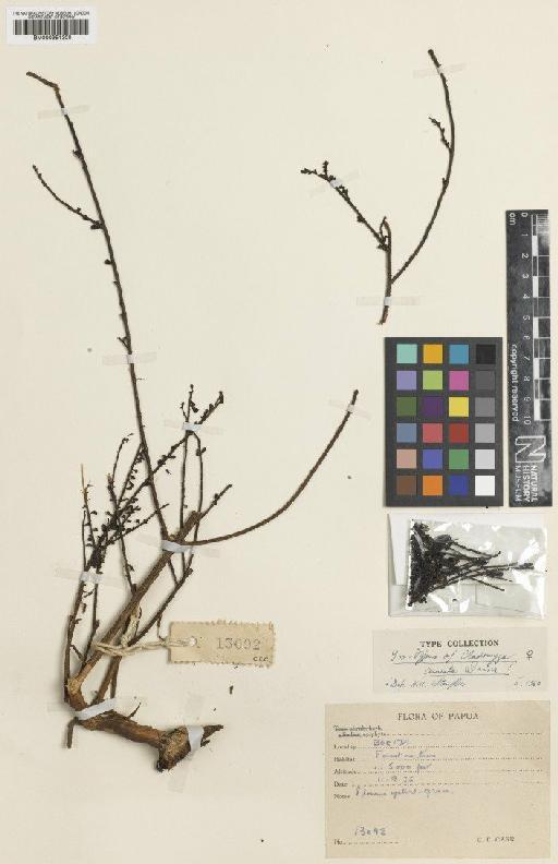 Cladomyza cuneata Danser - BM000951300