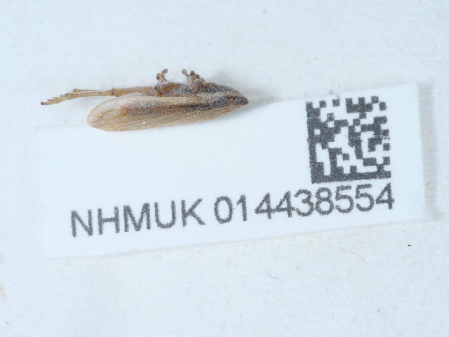 Neophilaenus thumbnail