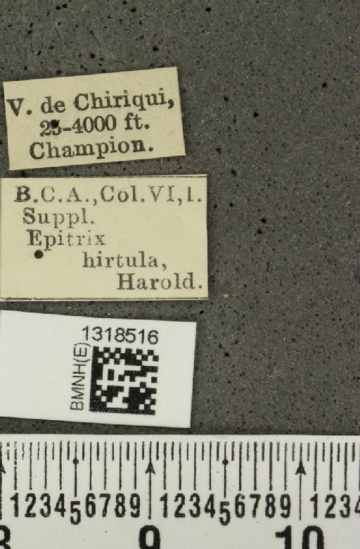 Epitrix hirtula Harold, 1875 - BMNHE_1318516_label_24655