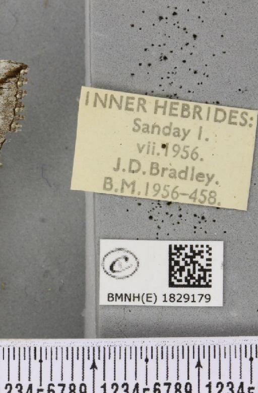 Aplocera plagiata plagiata (Linnaeus, 1758) - BMNHE_1829179_label_406025