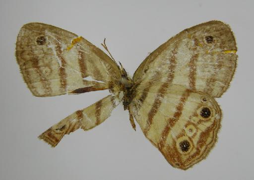 Euptychia enyo Butler, 1867 - BMNH(E)_ 1267122_Euptychia_enyo_Butler_T_female_ (3)