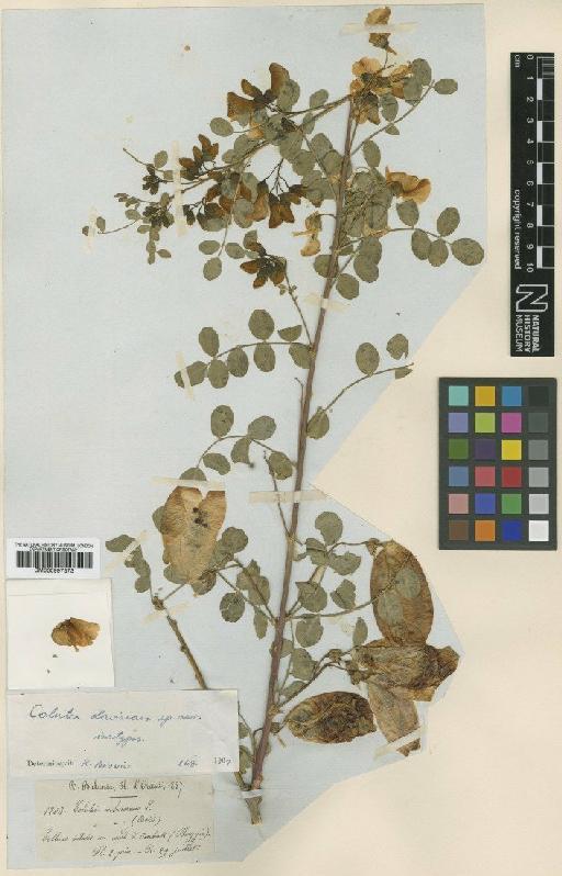 Colutea davisiana Browicz - BM000997373