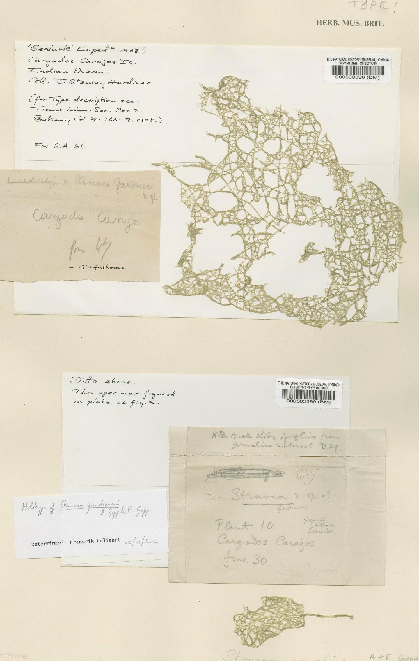 To NHMUK collection (Phyllodictyon gardineri (A.Gepp & E.Gepp) Kraft & M.J.Wynne; Type; NHMUK:ecatalogue:4831043)