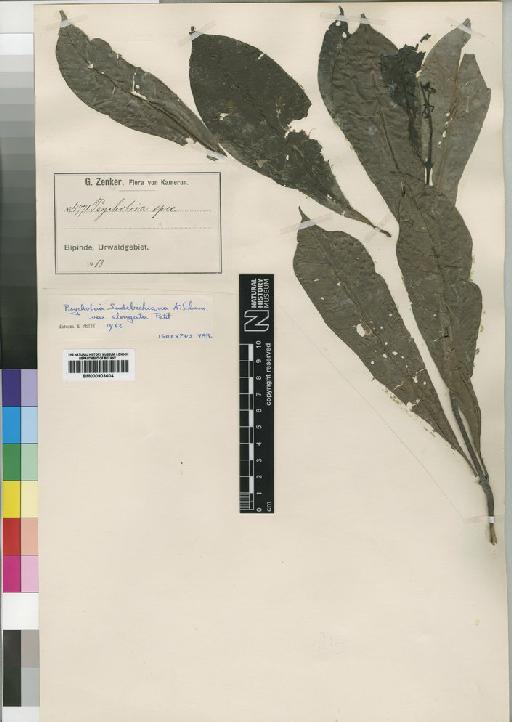 Psychotria sadebeckiana Schum - BM000903604