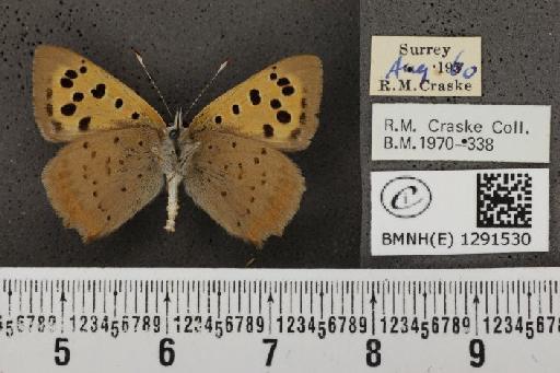 Lycaena phlaeas eleus (Fabricius, 1798) - BMNHE_1291530_126643