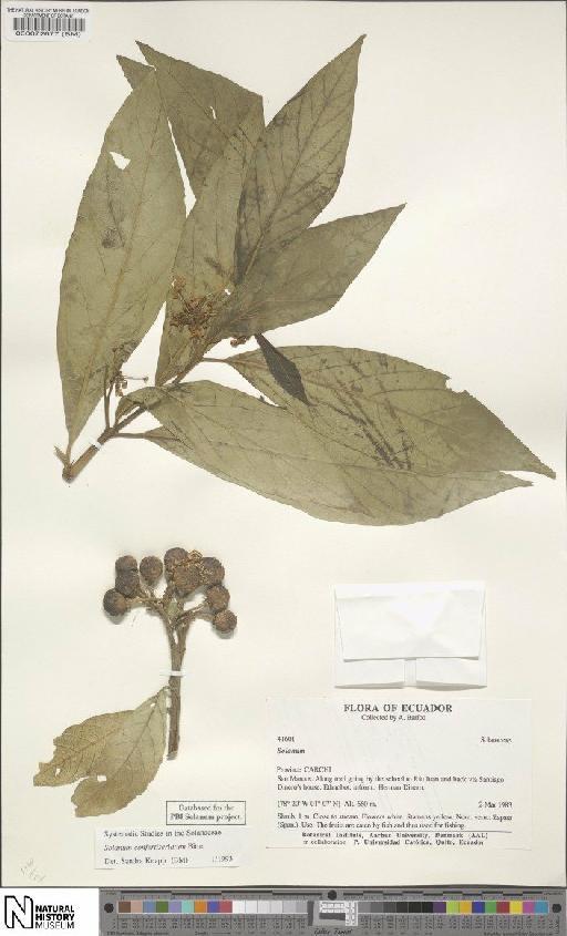 Solanum confertiseriatum Bitter - BM000072677
