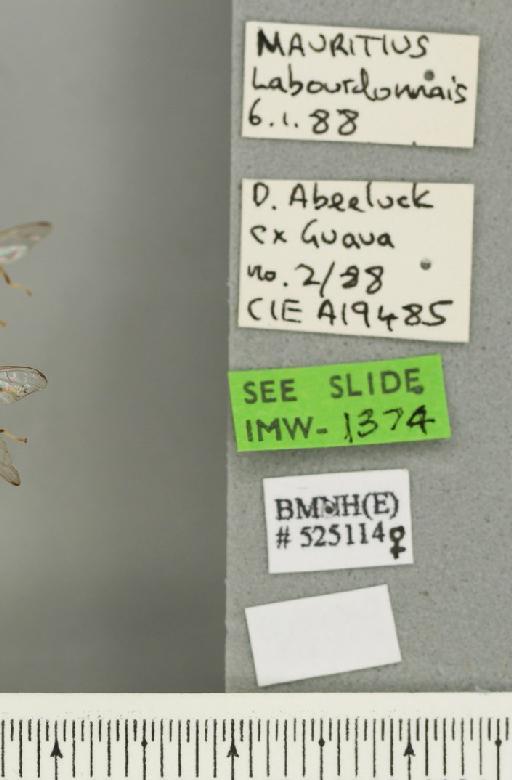 Bactrocera (Bactrocera) zonata (Saunders, 1842) - JASMIN_000385_label_30402