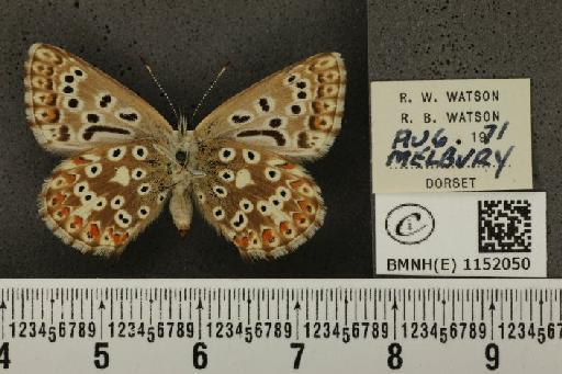 Lysandra coridon ab. parisiensis Gerhard, 1852 - BMNHE_1152050_103174