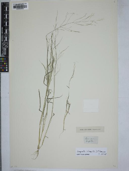 Eragrostis pilosa (L.) P.Beauv. - 000915122