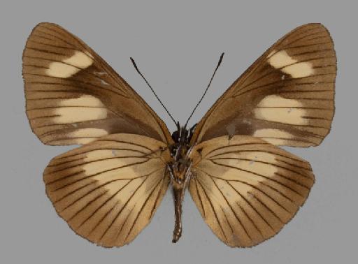 Neptis ochracea Evans - BMNH(E)#1719055_Neptis_ochracea_parvimacula_Rothschild_holotype_male_ventral