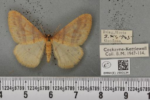 Agriopis aurantiaria ab. maculata Nordström, 1941 - BMNHE_1900134_463858