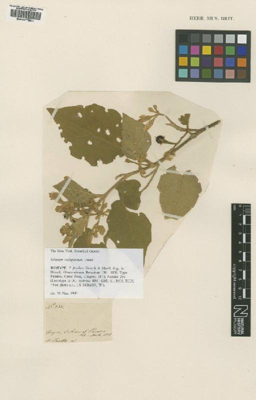 Solanum rudepannum Dunal - BM000775632