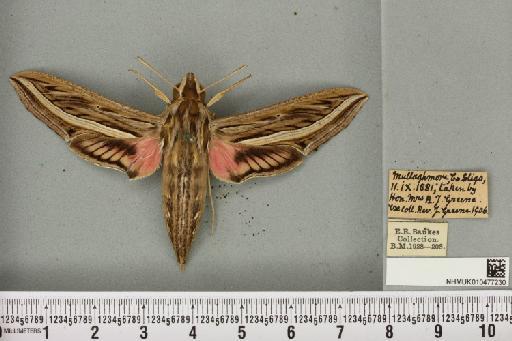 Hippotion celerio (Linnaeus, 1758) - NHMUK_010477230_534835