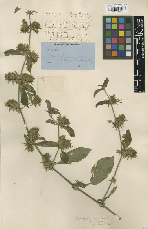 Barleria elegans S.Moore - BM001121074