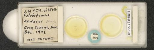 Lutzomyia (Nyssomyia) anduzei Rozeboom, 1942 - 1722120.jpg