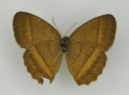 Euptychia ochracea Butler, 1867 - BMNH(E)_ 1204761_Yphthimoides_(Euptychia)_ochracea_Butler_T_male (3)