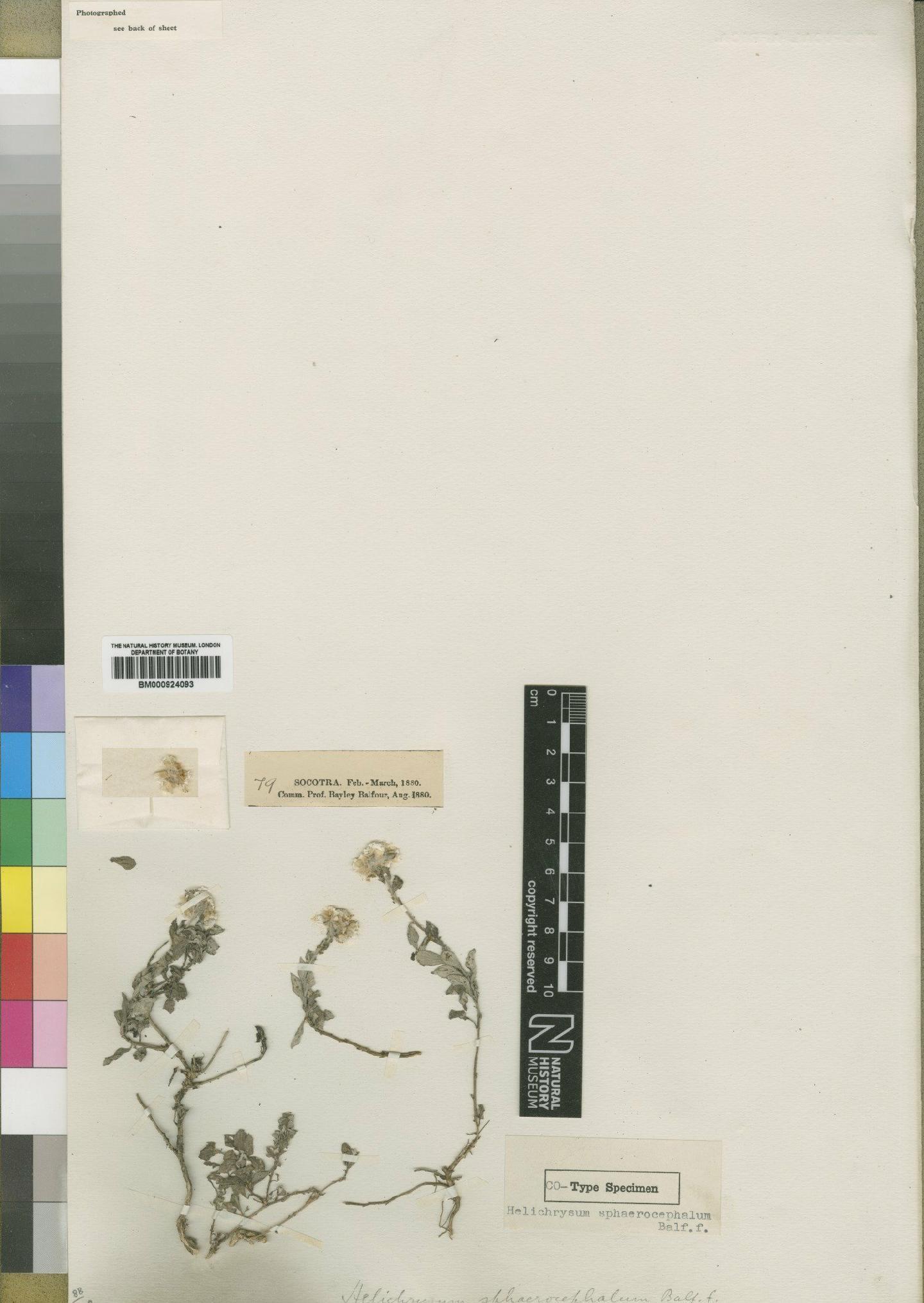 To NHMUK collection (Helichrysum sphaerocephalum Balf; TYPE; NHMUK:ecatalogue:4529121)
