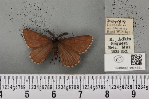 Ematurga atomaria ab. unicoloraria Staudinger, 1871 - BMNHE_1914651_487258