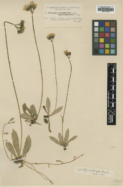 Hieracium scandinavicum subsp. pilipediforme Norrl. - BM001047601