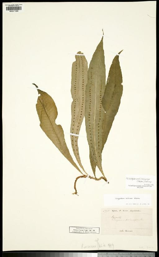 Phymatodes persicariifolia Schrad. - Spruce - BM000776956