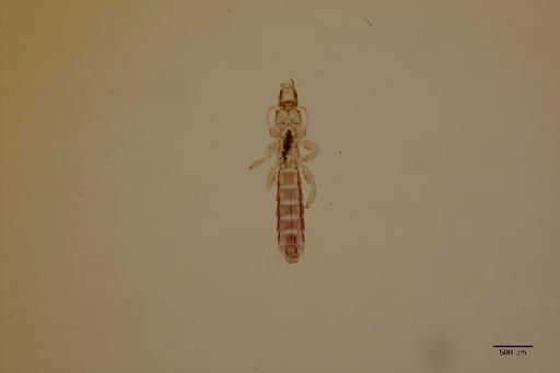 Columbicola longiceps Rudow, 1869 - 010672391_specimen