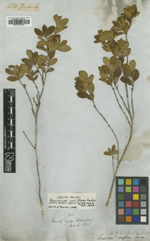 Coussarea uniflora Gardner - BM001008956