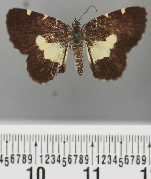 Scordylia basilata Guenée in Boisduval & Guenée, 1858 - Scordulia basilata Guenee syntype 1378649