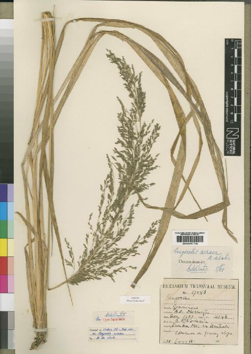 Eragrostis acraea De Winter - BM000797708