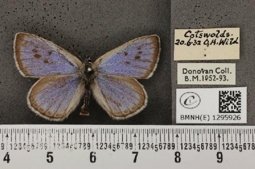 Maculinea arion eutyphron (Fruhstorfer, 1915) - BMNHE_1295926_133734