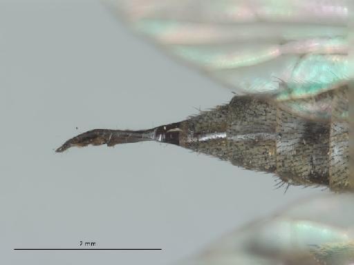 Asilus lestes Williston, 1901 - 014587267_dorsal_terminalia