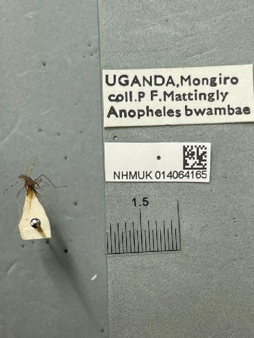 Anopheles (Cellia) bwambae White, 1985 - NHMUK014064165, Anopheles (Cellia) bwambae White, 1985