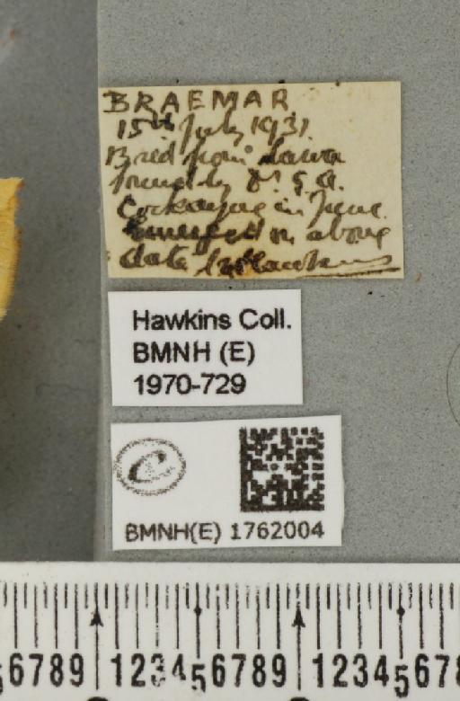 Gandaritis pyraliata (Denis & Schiffermüller, 1775) - BMNHE_1762004_label_345602