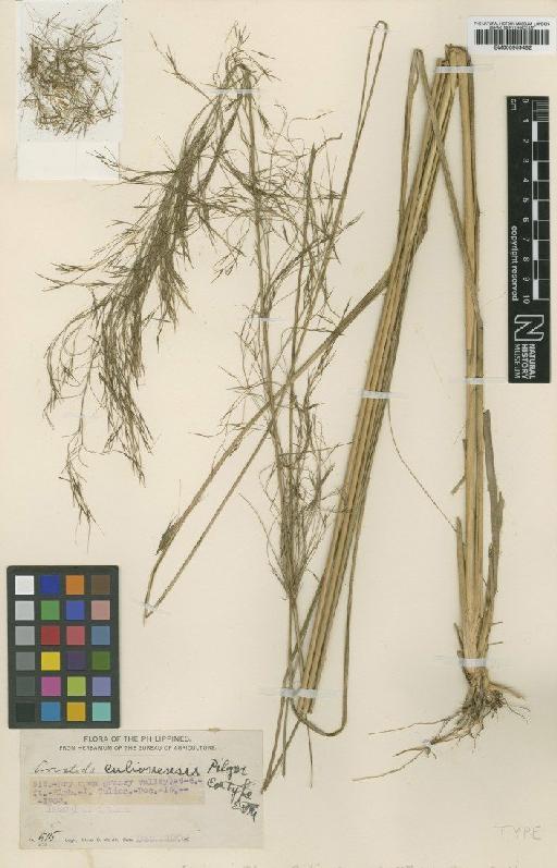 Aristida culionensis Pilg. - BM000959482