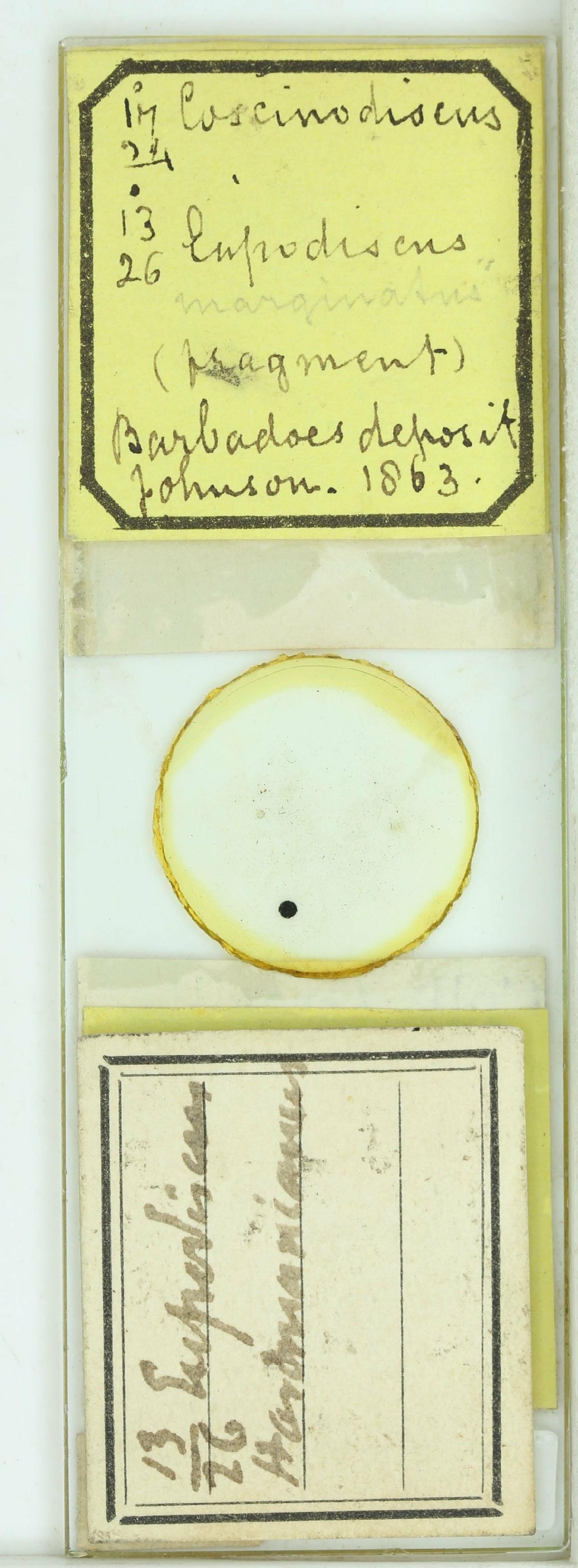 To NHMUK collection (Aulacodiscus kilkellyanus Grev.; HOLOTYPE; NHMUK:ecatalogue:4738421)