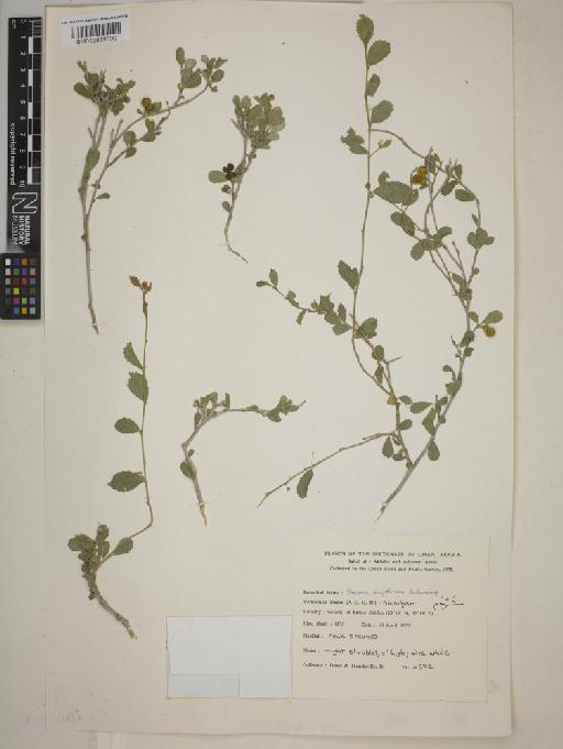 Grewia erythraea - BM013838690