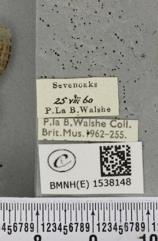 Notodonta ziczac ziczac (Linnaeus, 1758) - BMNHE_1538148_label_244739