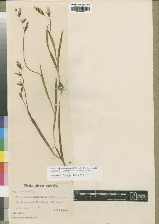 Geissorhiza inflexa (D.Delaroche) Ker Gawl. - BM000911961