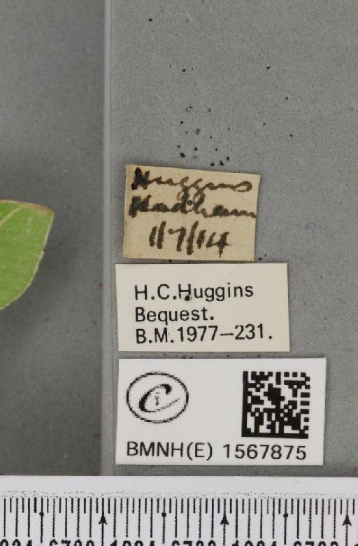 Bena bicolorana (Fuessly, 1775) - BMNHE_1567875_label_293319